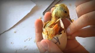 Raising Ducks: Assisting Duckling Hatch: When Does a Duckling Need Help?