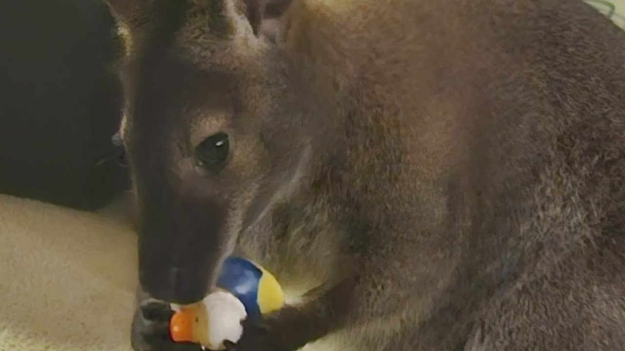 Rupert, the missing pet wallaby, is spotted in Monee area