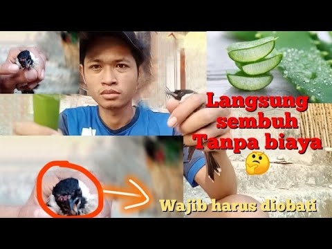 Video: Apa Yang Harus Dilakukan Jika Paruh Burung Anda Ditumbuhi?