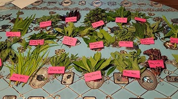 Cov Npe Tshuaj Rau Qaib Noj 8/1/2023