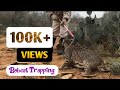 Bobcat trapping...🐈| जंगली बिल्ली कैसे पकडते है😱😱 |Forest Risky nature.. | without any harm|