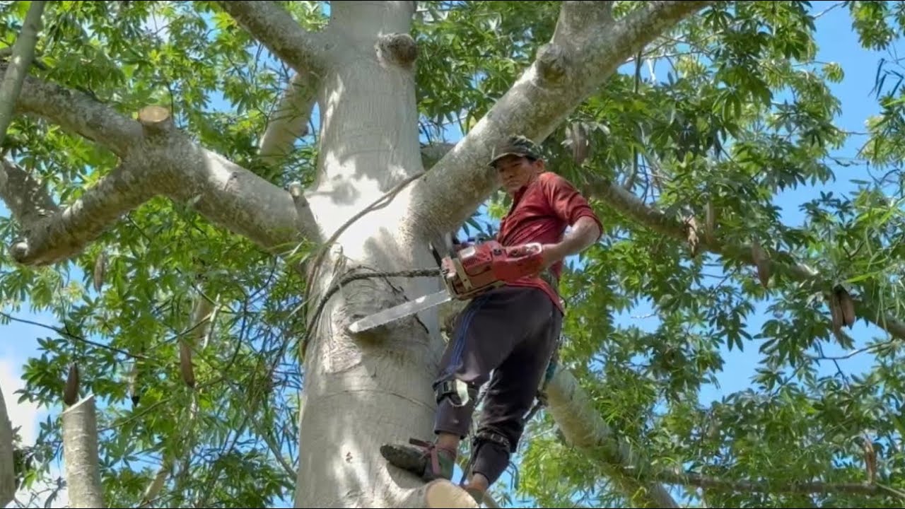 Cưa cây gòn siêu to khủng lồ , Siêu nhánh . Ở gần chợ lương phi . Cưa cây kỷ thuật cao