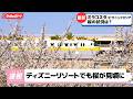 桜満開!ミラコスタ&ピクニックエリアでお花見&リゾートラインの旅