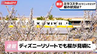 桜満開!ミラコスタ＆ピクニックエリアでお花見＆リゾートラインの旅