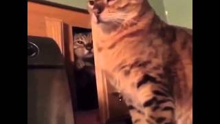 Nagakakkucing Ngintip Terus Mukul Hahahahaha