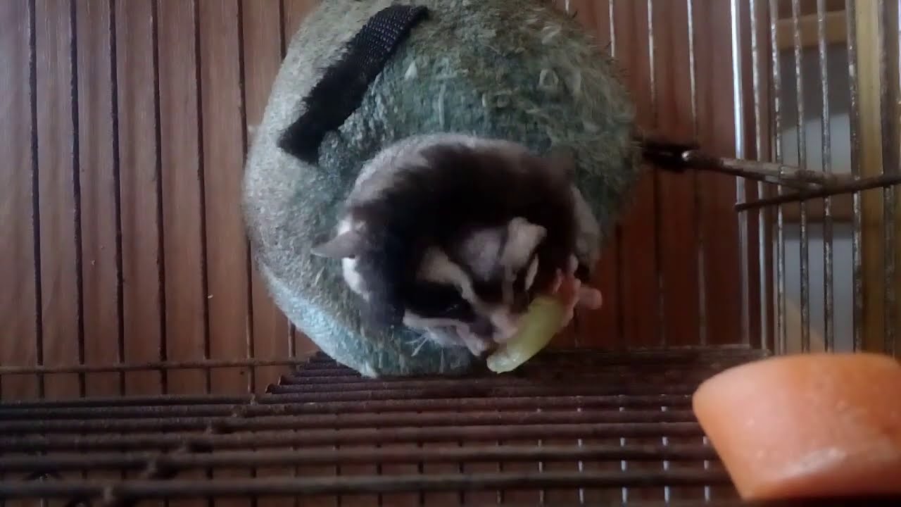Sugar glider eating a grape/ Cukormókus szőlőt eszik YouTube