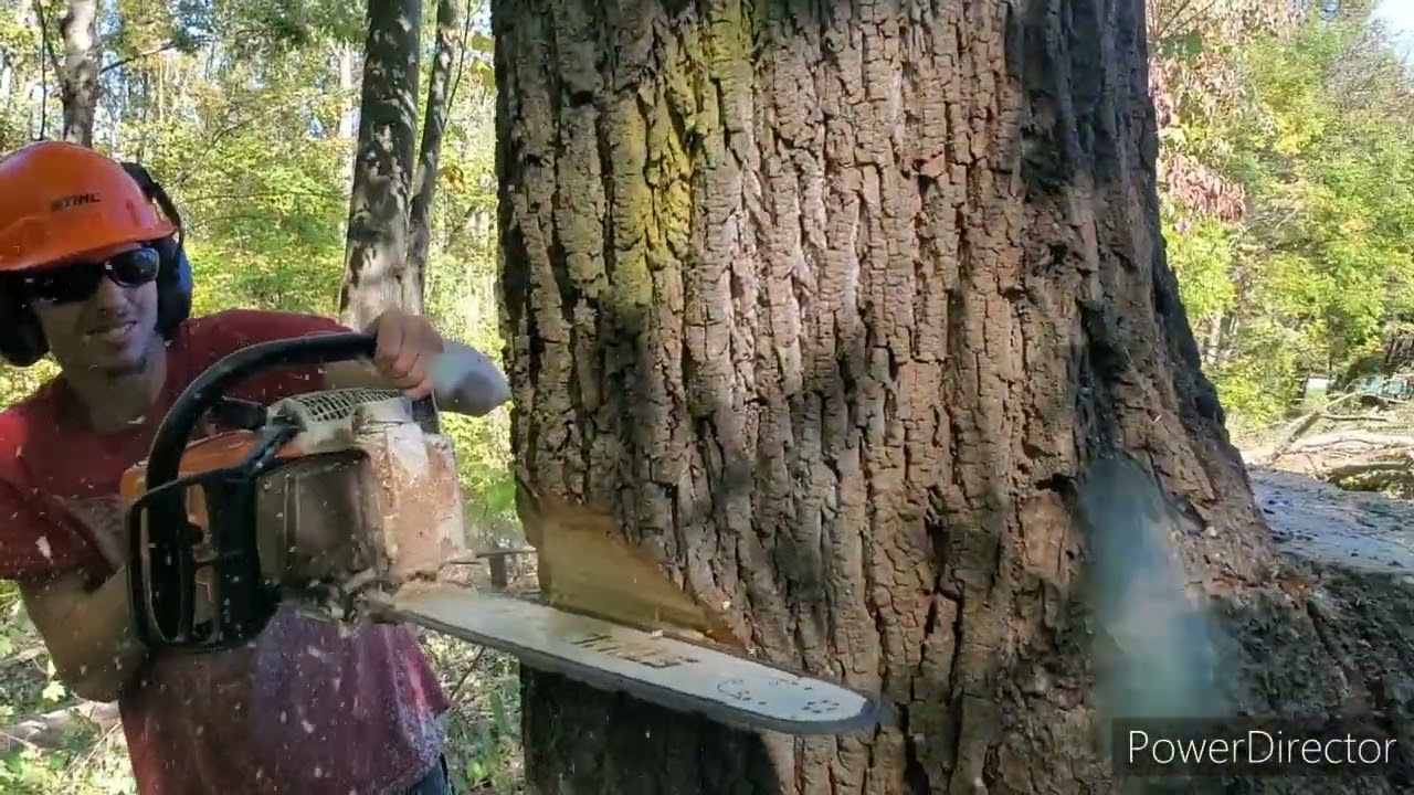 Logging Big Poplar Trees in the Woods (Stihl 661c)