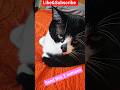 Bad kitty! #shorts #cat #funnycats #catvideos #cutecat  #viralcats  #youtubeshorts
