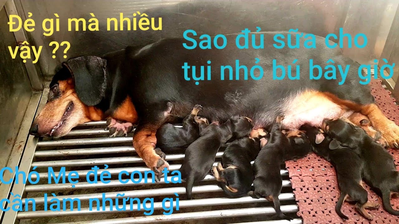 Cách chăm sóc Chó Mẹ khi đẻ con - youtube