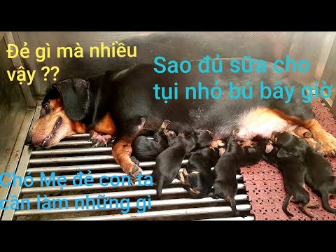 Video Cách chăm sóc Chó Mẹ khi đẻ con - youtube