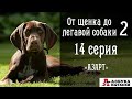 От щенка до легавой собаки - 14 серия "Азарт"