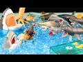 Scary Shark Toy Jaws figure set