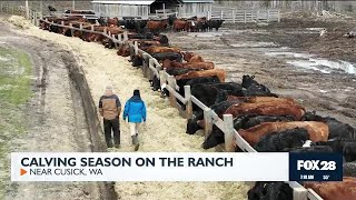 Calving season on the ranch