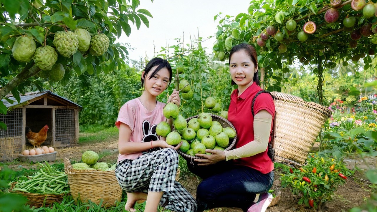Harvesting Fresh Mini Guava On High Roof Goes To Market Sell, House Cleaning and Animals Care