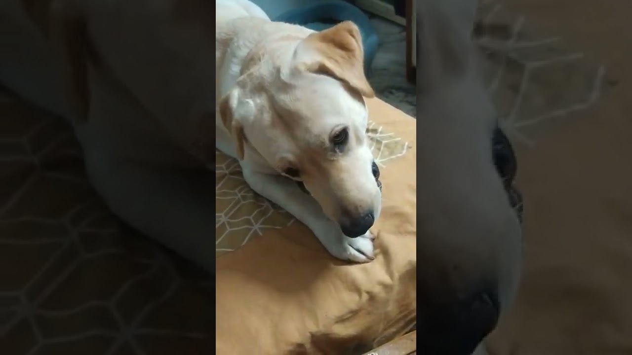 Zara, Labrador, playful day🥰😍 YouTube