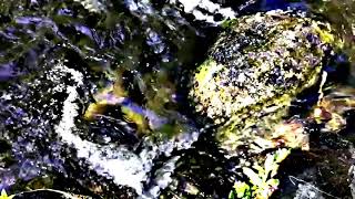 Improv in the Forest - sono_kiri & mudturtle