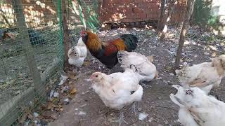 Whaeten Ameraucana Tavuklarimiza Veda Etti̇k