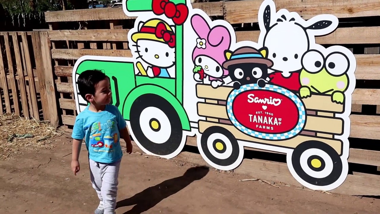 Tanaka Farms 2018 Pumpkin patch