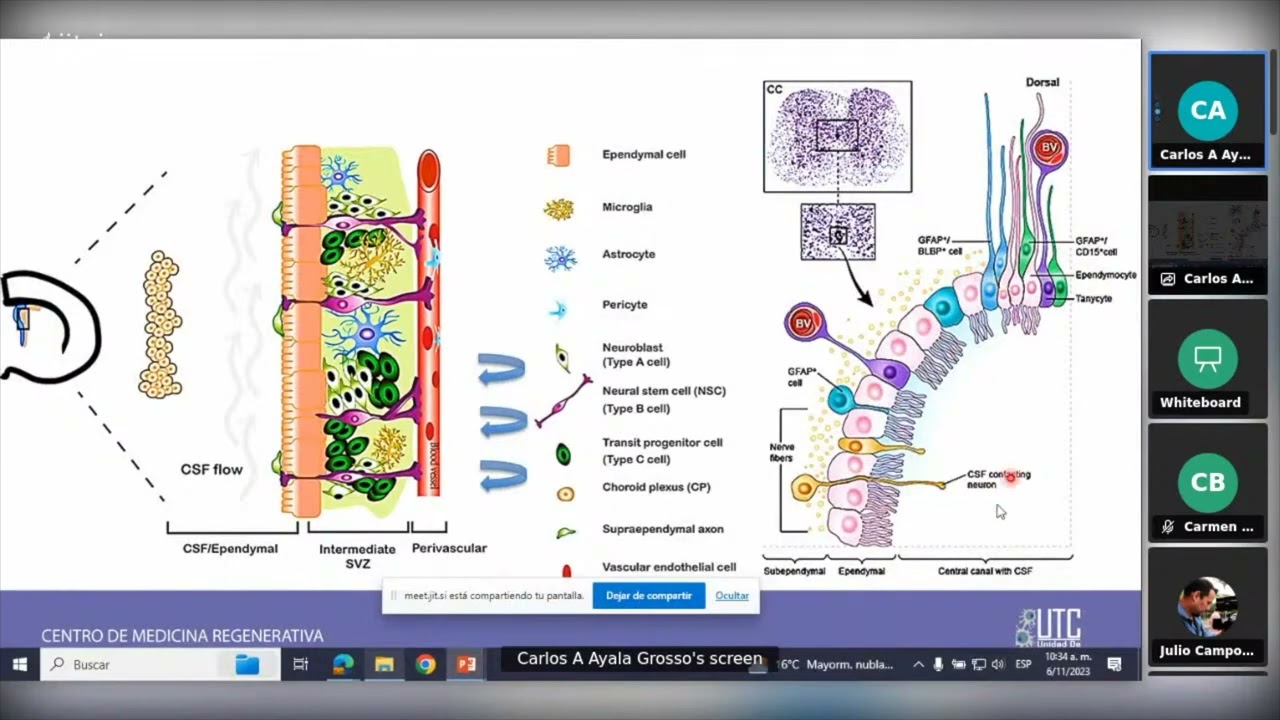 Células Madre Neuronales Neurogénesis durante ka vida adulta Dr Carlos Ayala UTC CMR IVIC