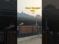Moment siwon nyangkut di atap #parrot #freefly #parrotlover #parrotlife #burungfreefly