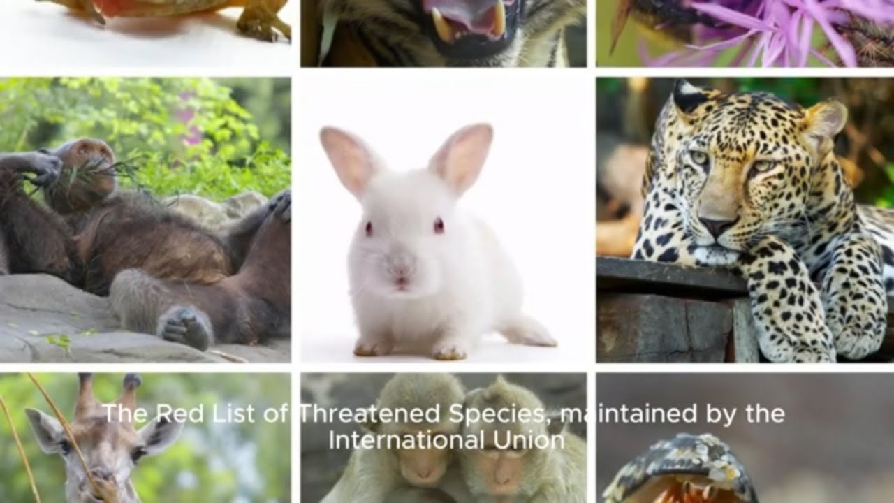 Exploring Earth's Biodiversity: Key Facts and Conservation Efforts