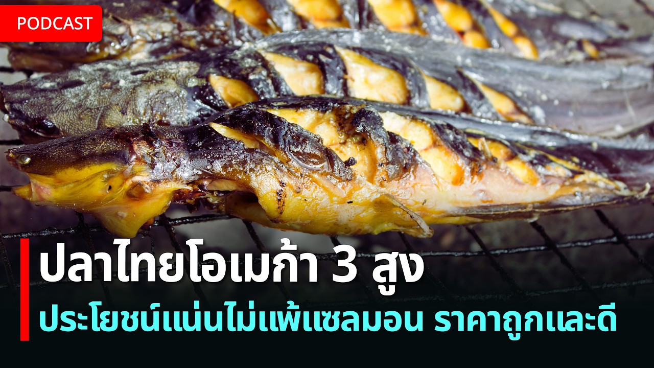 5 ปลาไทยโอเมก้า 3 สูง ไม่แพ้ปลาแซลมอน ราคาถูกและดี | เรื่อง (ไม่) รู้รอบตัว