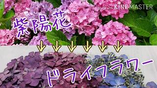 紫陽花のドライフラワー