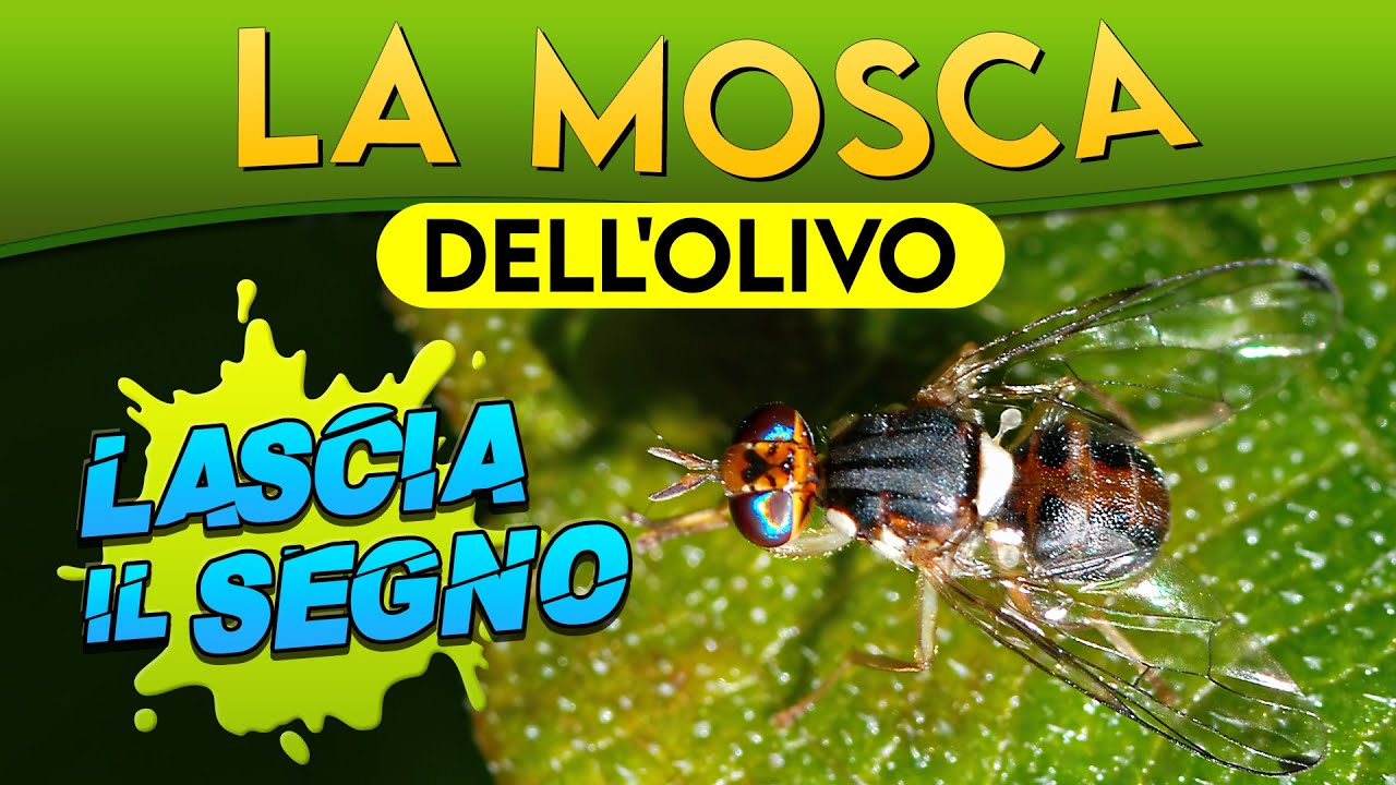 La Mosca dell'Olivo: lascia il segno ► Puntata 78