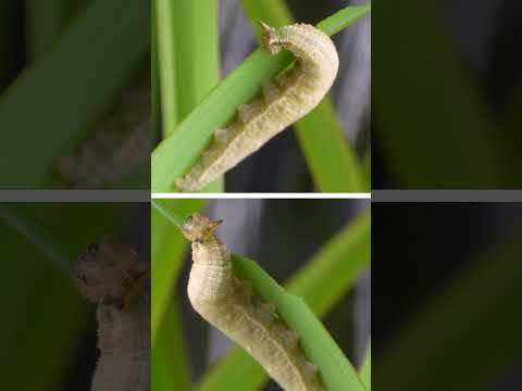Frass-Flinging Butterfly Caterpillars!  #insects #science #caterpillar