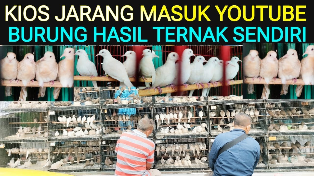 🌟KIOS JARANG (MASUK YOUTUBE) PADAHAL ISINYA BURUNG