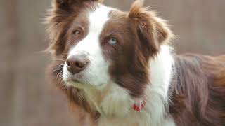 Do Amish People Eat Dogs? Separating Fact from Fiction