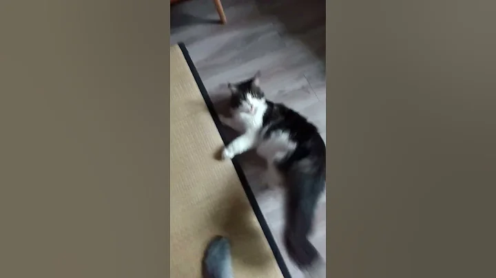 Watch the video about The struggle of brushing a mean Maine Coon