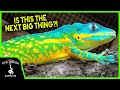 THE NEXT BIG THING IN REPTILES! (with Ron St Pierre)