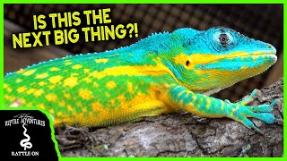 THE NEXT BIG THING IN REPTILES! (with Ron St Pierre)