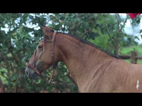 LOTE 26 - SANTA CAROLINA PITANGA