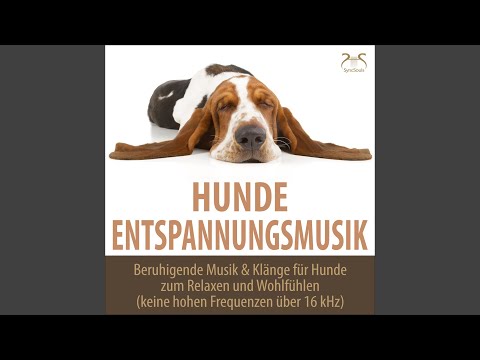 Video: Musik Für Die Hundetage Des Sommers