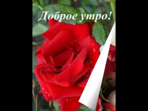 Сергей Пискун - алые розы