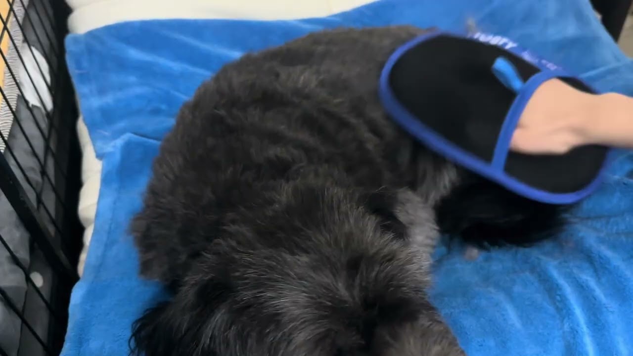 The MOSTY Brush Every Pet Owner Needs – Powerful Fur Removal!