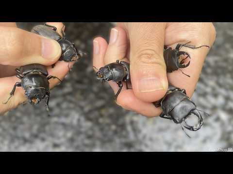 日本の高い山だけに生息する神秘のクワガタを発見する方法を紹介します 2025年カブトムシ クワガタ採集