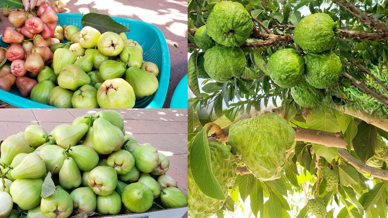 Cach Trồng Cay Ra Nhiều Trai Mang Cầu Sao Po Che Cach Diệt Sau Khong Cần Dung Thuốc Kt Food Youtube