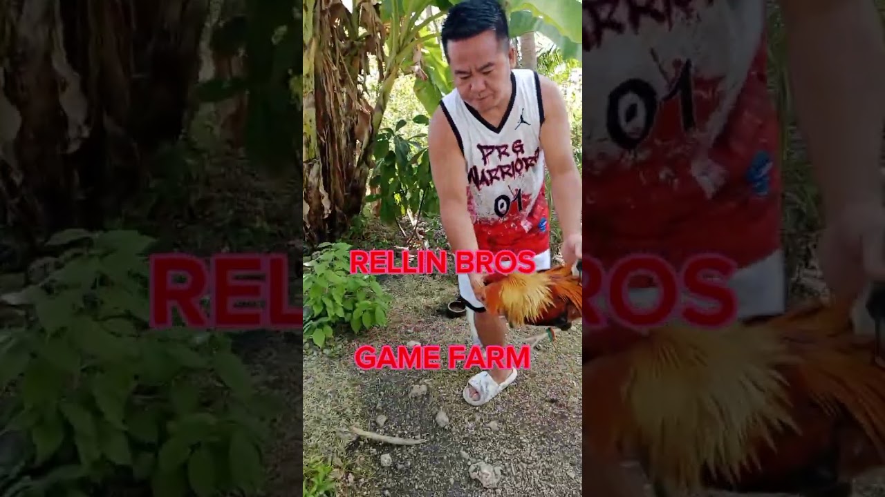 RELLIN BROS GAME FARM SALAMAT PO NAKA BISITA PO AKO SA FARM NYO ANG GANDA NG MGA MANOK NYO PO,