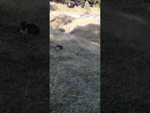 conejos en libertad