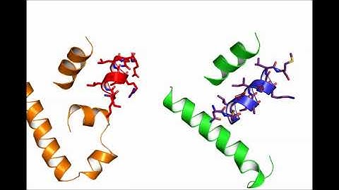 ROR gamma coactivator and corepressor binding mode.
