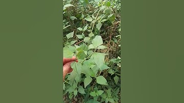 Cây cỏ Lào, cầm máu và sát khuẩn