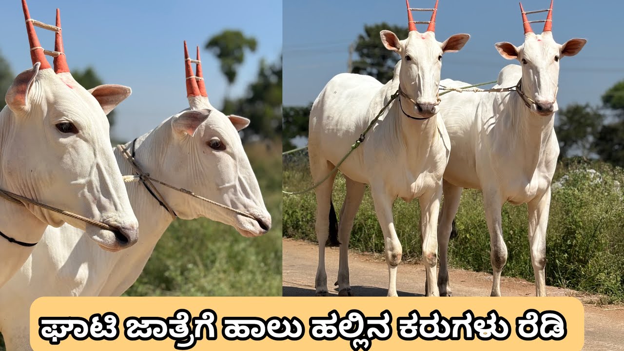 ರಾಹುಲ್ ಅವರ ಹಾಲು ಹಲ್ಲಿನ ಅವಳಿ ಕೂಟದ ಕರುಗಳು 