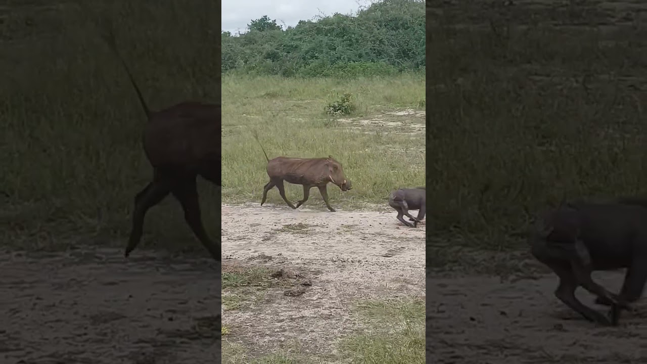 Wild Warthog Run!