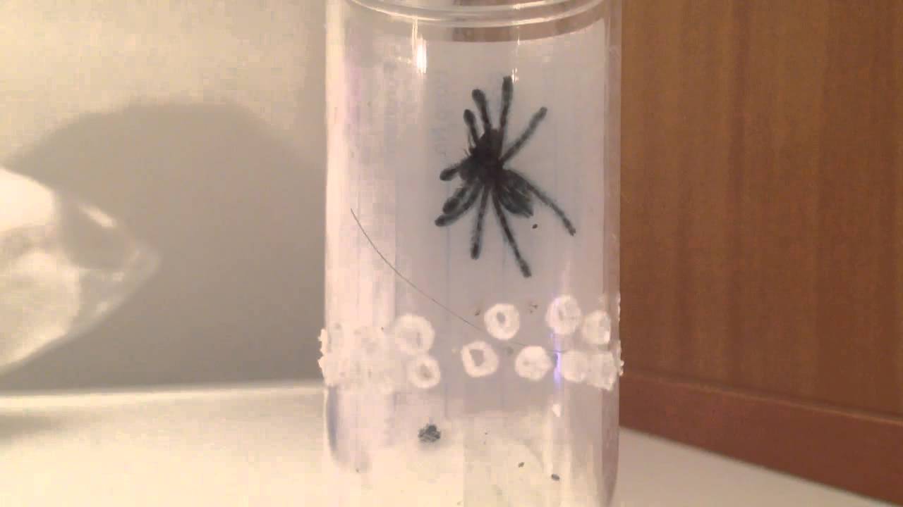 Avic Versicolor sling eats a lobster roach