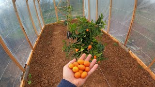 Ahşap Sera Yapımı 3X8 Metre Diy Greenhouse Build Kumkuat Limon Mandalina Bahçe Evi 2.7K