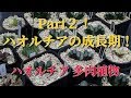 【多肉植物】パート2ハオルチアの成長期！ハオルチア how to grow Succulents. Haworthia ビザールプランツ