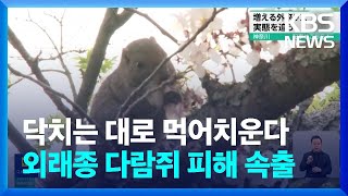 [글로벌K] 일본, 야생화된 외래종 '팔라스 다람쥐' 생태계 영향 심각 / KBS  2024.04.25.